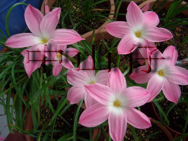 CIMG9605Z. sp. Labuffarosa \\'Pink\\'_��С��С.jpg
