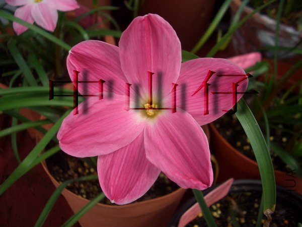 CIMG9599Z.sp. Labuffarosa \\'Pink Panther\\'_��С��С.jpg