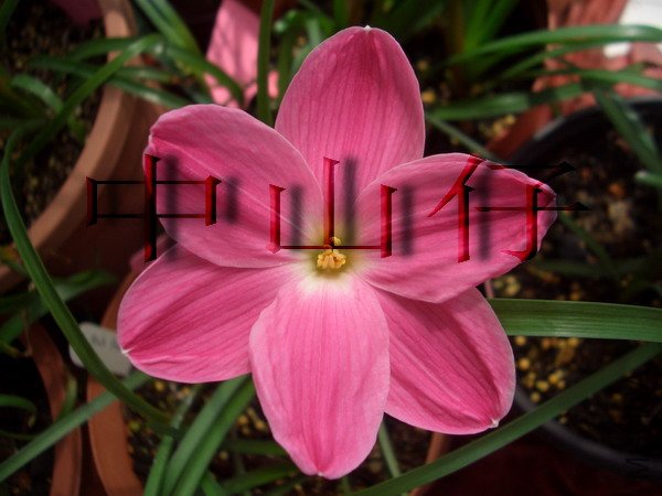 CIMG9600Z.sp. Labuffarosa \\'Pink Panther\\'_��С��С.jpg