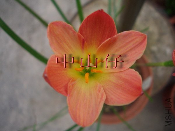 CIMG9628Z. \\'Paul Niemi\\'_��С��С.jpg