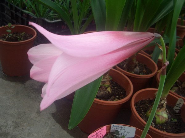 CIMG9549�����ձ�����Habranthus brachyandrus �����ܥϥ֥��_��С��С.JPG