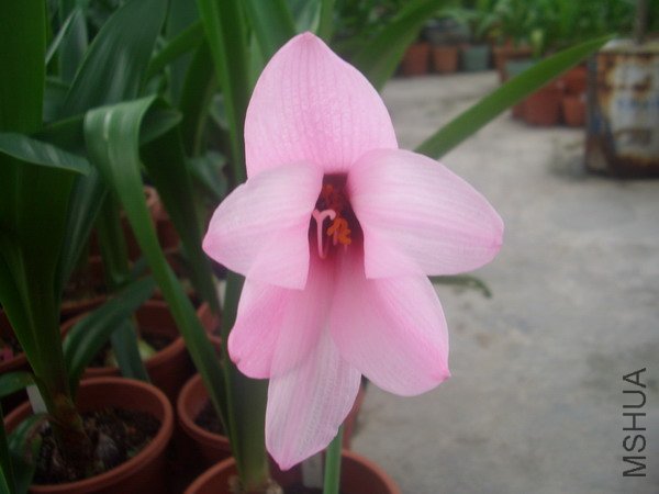 CIMG9550�����ձ�����Habranthus brachyandrus �����ܥϥ֥��_��С��С.JPG