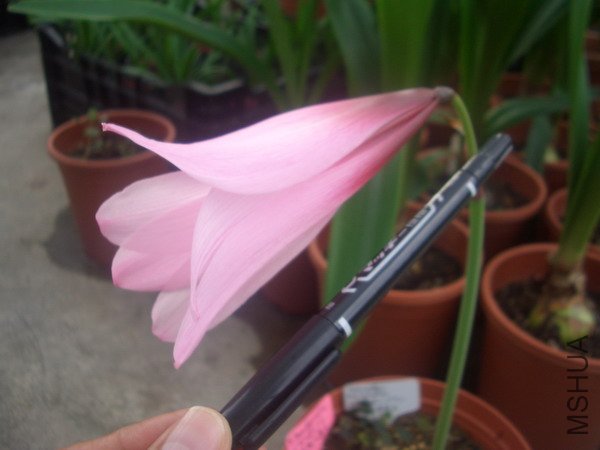 CIMG9551�����ձ�����Habranthus brachyandrus �����ܥϥ֥��_��С��С.JPG