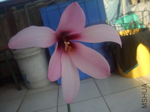 CIMG9552�����ձ�����Habranthus brachyandrus �����ܥϥ֥��_��С��С.JPG