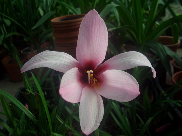 CIMG9553�����ձ�����Habranthus brachyandrus �����ܥϥ֥��_��С��С.JPG