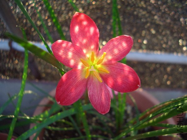 CIMG9356Z. katherinae \\'Jacala Red\\'_��С��С.JPG