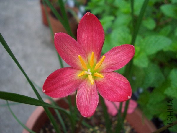 CIMG9357Z. katherinae \\'Jacala Red\\'_��С��С.JPG