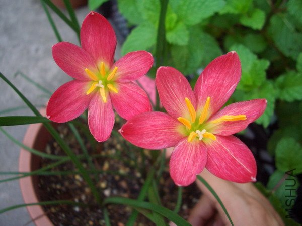 CIMG9358Z. katherinae \\'Jacala Red\\'_��С��С.JPG