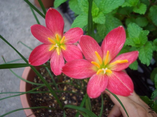 CIMG9359Z. katherinae \\'Jacala Red\\'_��С��С.JPG