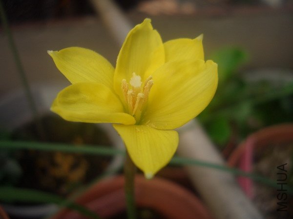 CIMG9541C. jonesii_��С��С.JPG