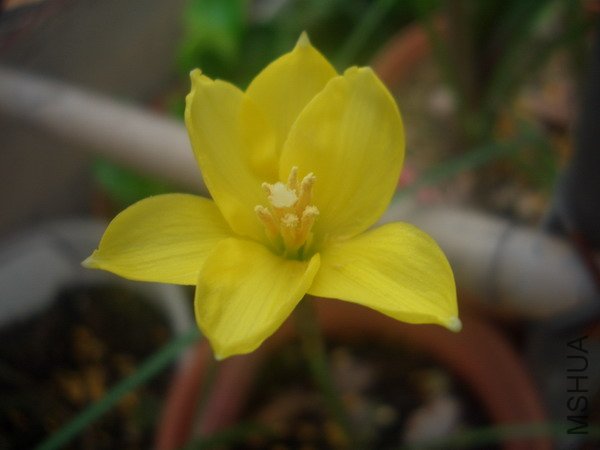 CIMG9542C. jonesii_��С��С.JPG