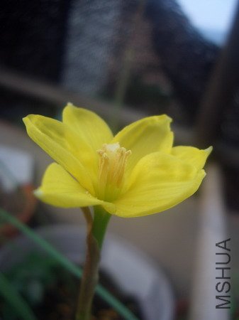 CIMG9543C. jonesii_��С��С.JPG