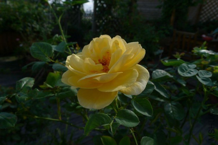 P1050787.JPG