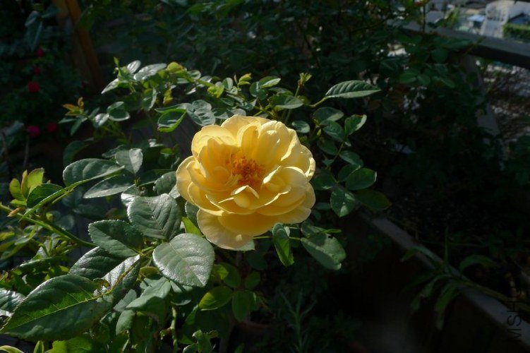 P1050790.JPG