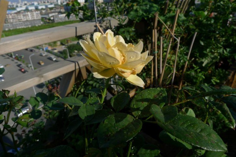 P1050846.JPG