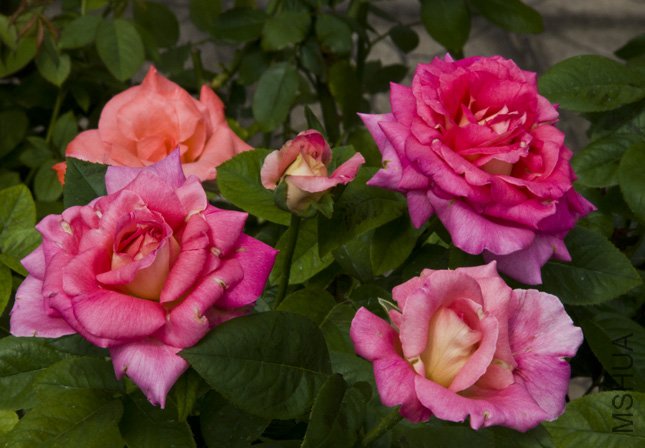 DSC_0009.jpg