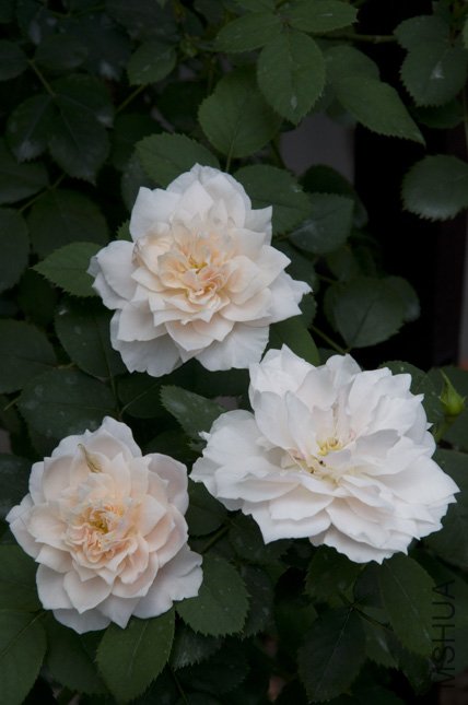 DSC_0035.jpg