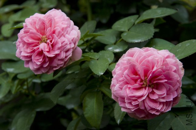 DSC_0016.jpg