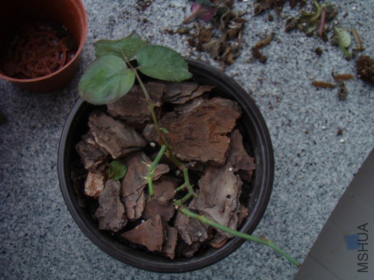 DSC02502_nEO_IMG.jpg