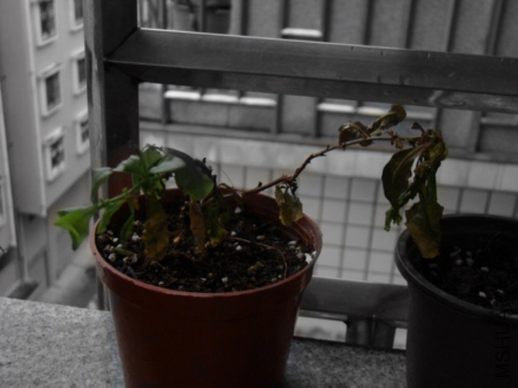 DSC02505.jpg