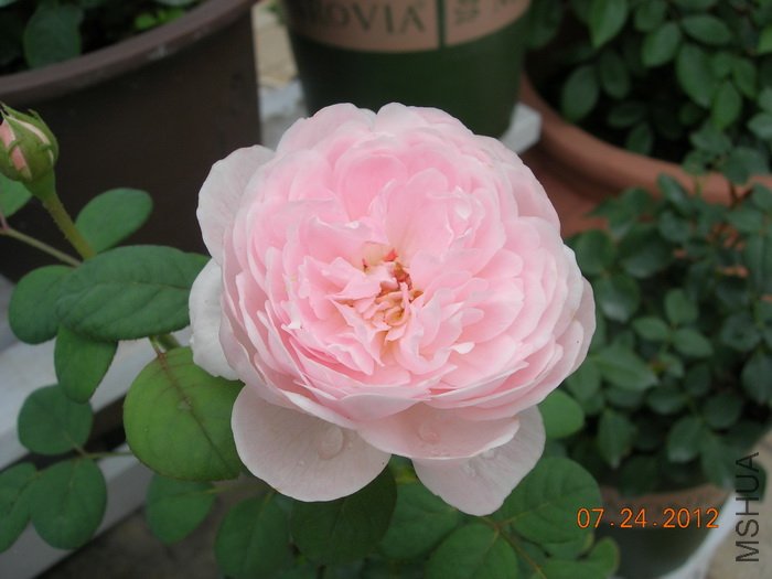 DSCN4944.jpg