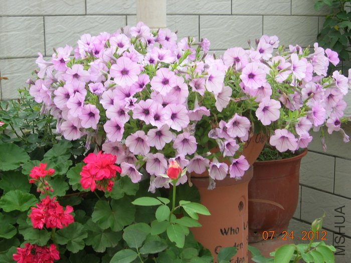 DSCN4949.jpg