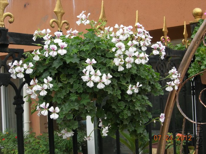 DSCN4951.jpg