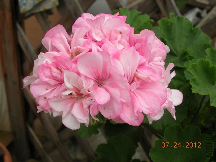 DSCN4954.jpg