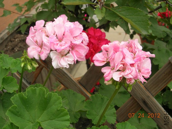 DSCN4956.jpg