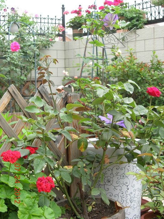 DSCN4960.jpg