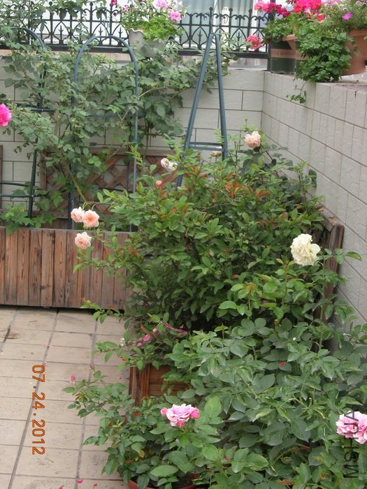 DSCN4962.jpg