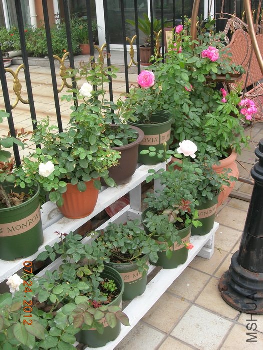 DSCN4975.jpg