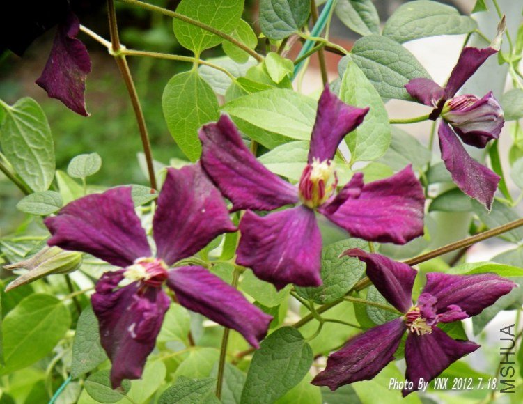 2012.7.18. 030_conew1.jpg