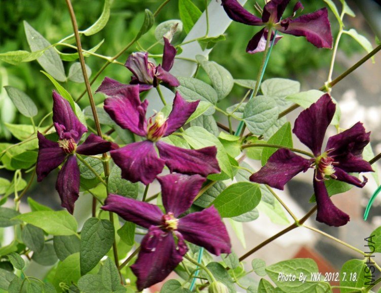 2012.7.18. 033_conew1.jpg