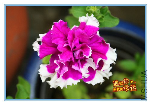 ��Ƭ 008_����ţ1.jpg