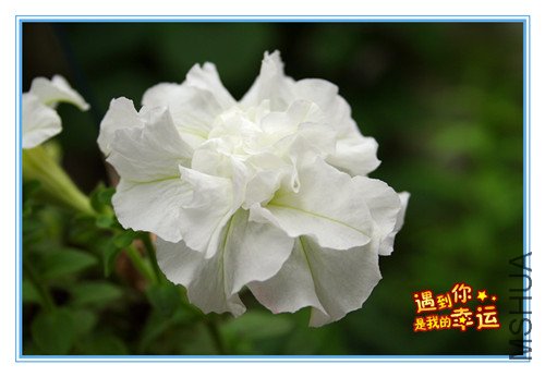 ��Ƭ 023_��ţ4.jpg