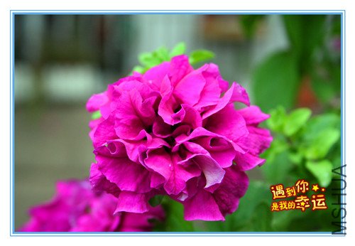 ��Ƭ 009_��ţ2.jpg