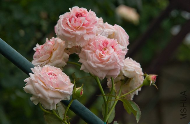 DSC_0040b.jpg