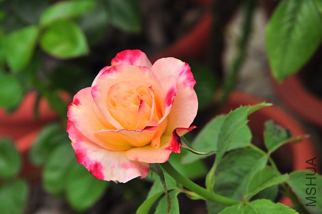 DSC_0050.JPG