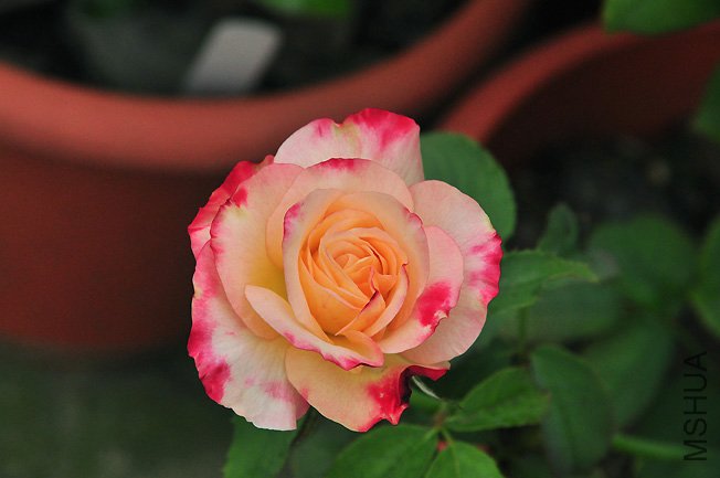 DSC_0051.JPG