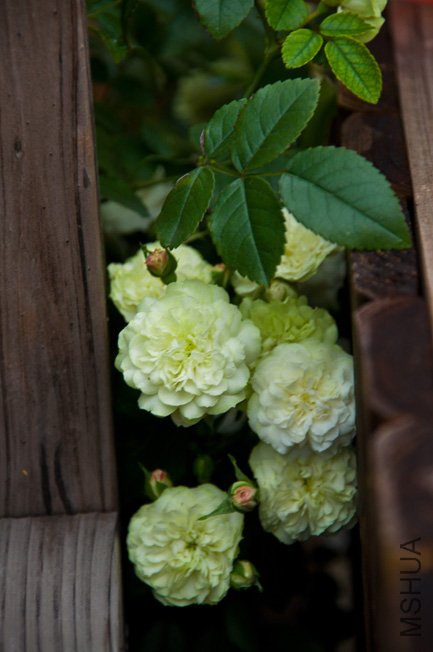 DSC_0060b.jpg