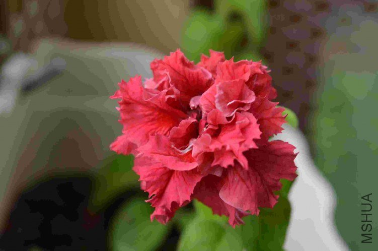 ���ذ갫ǣţ���˺�ɫ20120619 001.JPG