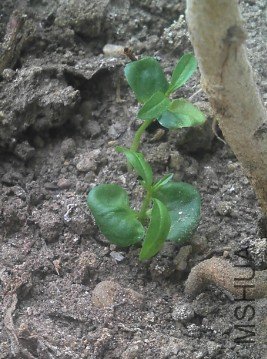 QQ��ͼ20120725100400.jpg