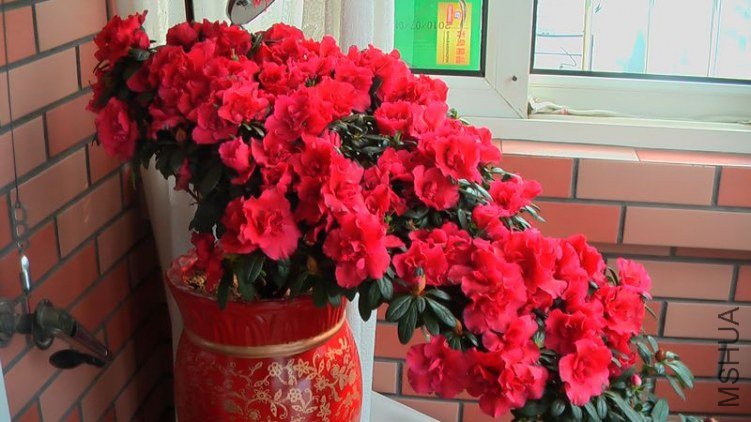 2011�괺������Ѿ�û��