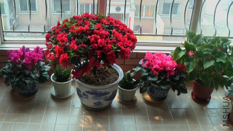 2011�괺�����