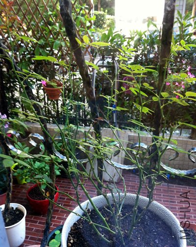 ����õ��(��ʯõ�� ����Ħ��)20120725.jpg