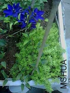 IMG1840A.jpg