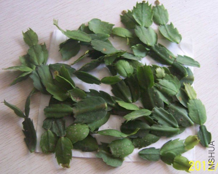100_8005.JPG