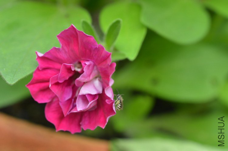 �ذ갫ǣţ��ɫ20120621 001.JPG