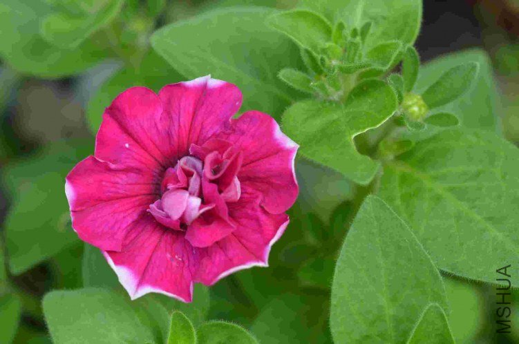 �ذ갫ǣţ��ɫ20120613 001.JPG